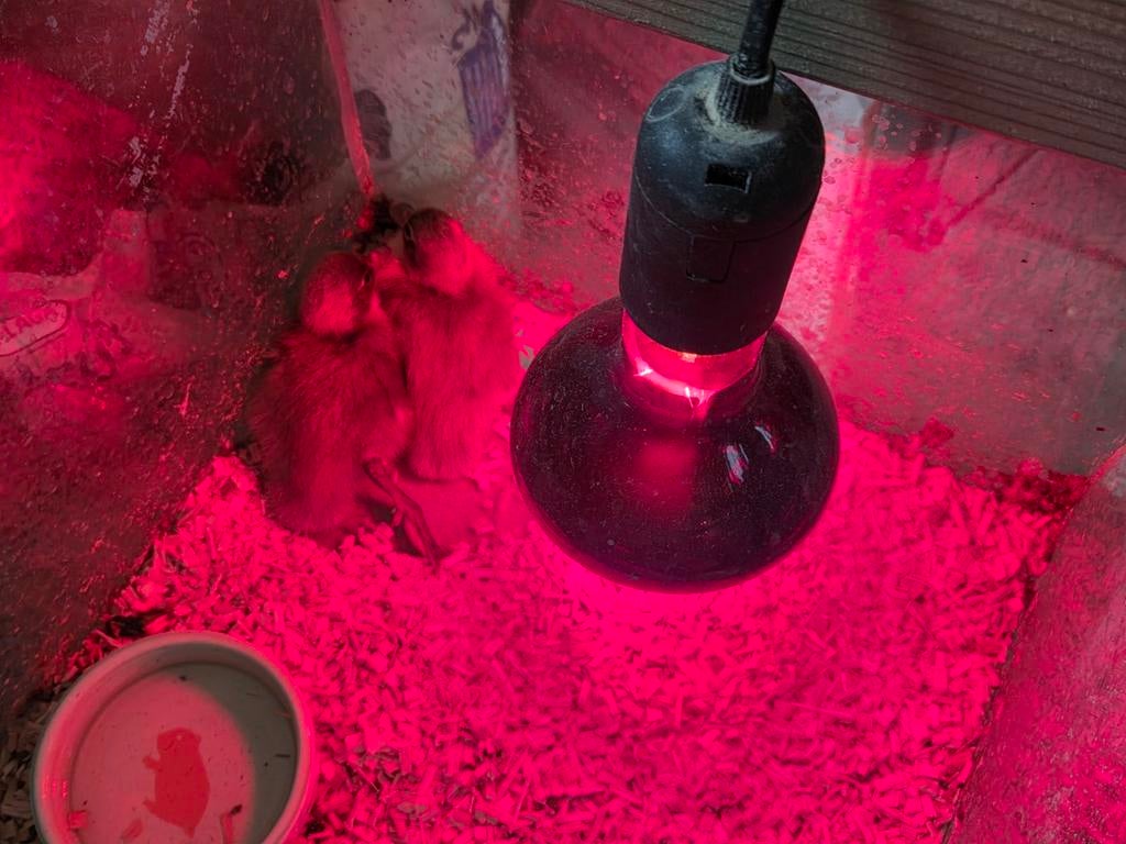 Indische loopeenden kuikens