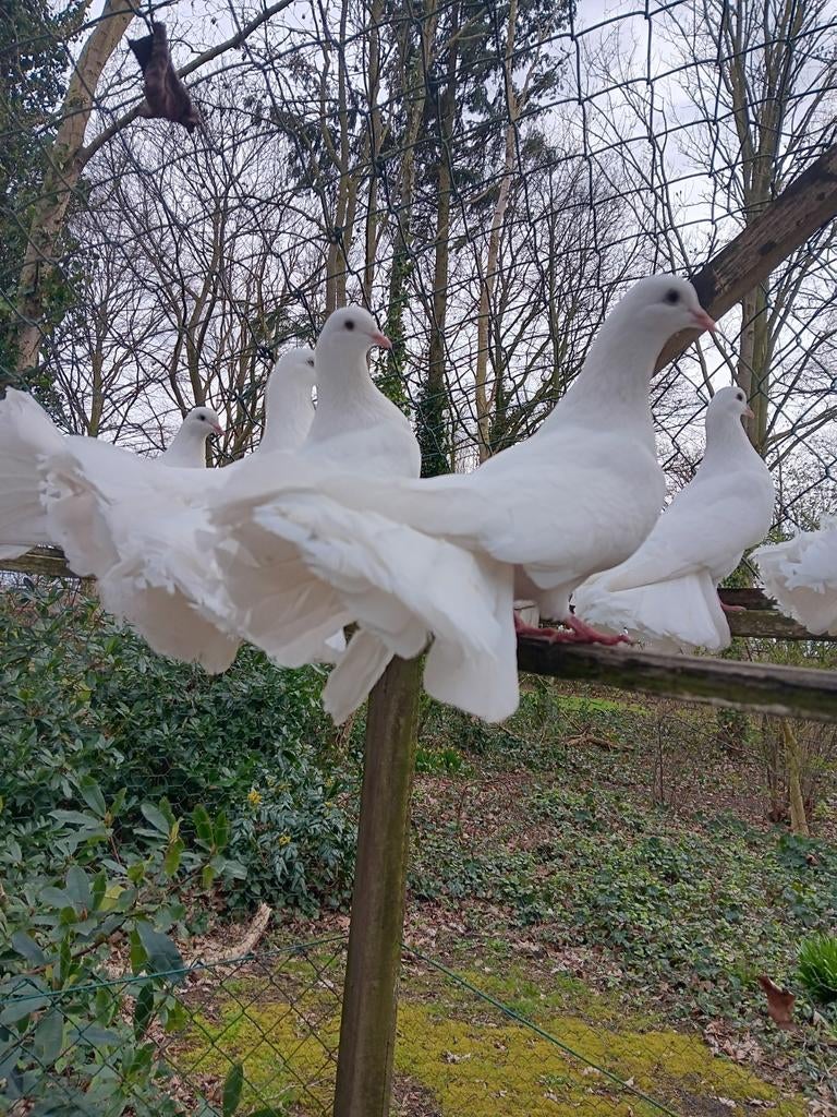 Pauwestaart duiven, Dieren en Toebehoren, Vogels | Duiven, Meerdere dieren, Overige soorten