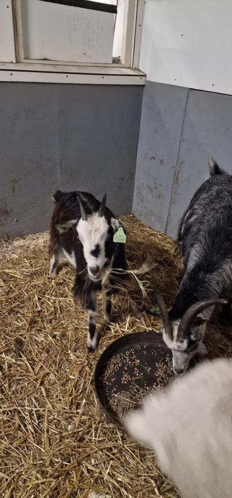 Geit van vorig jaar, Dieren en Toebehoren, Schapen, Geiten en Varkens, Vrouwelijk, Geit