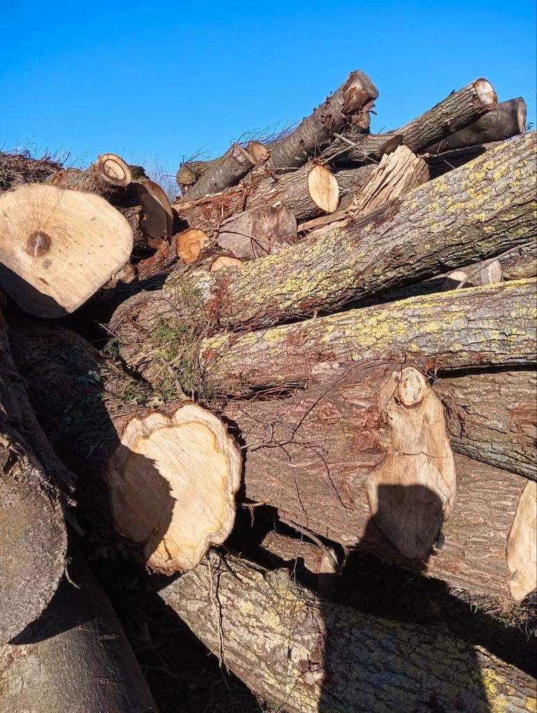 Brandhout te koop - Stammen, Tuin en Terras, Haardhout, Minder dan 3 m³, Ophalen of Verzenden, Overige houtsoorten, Stammen