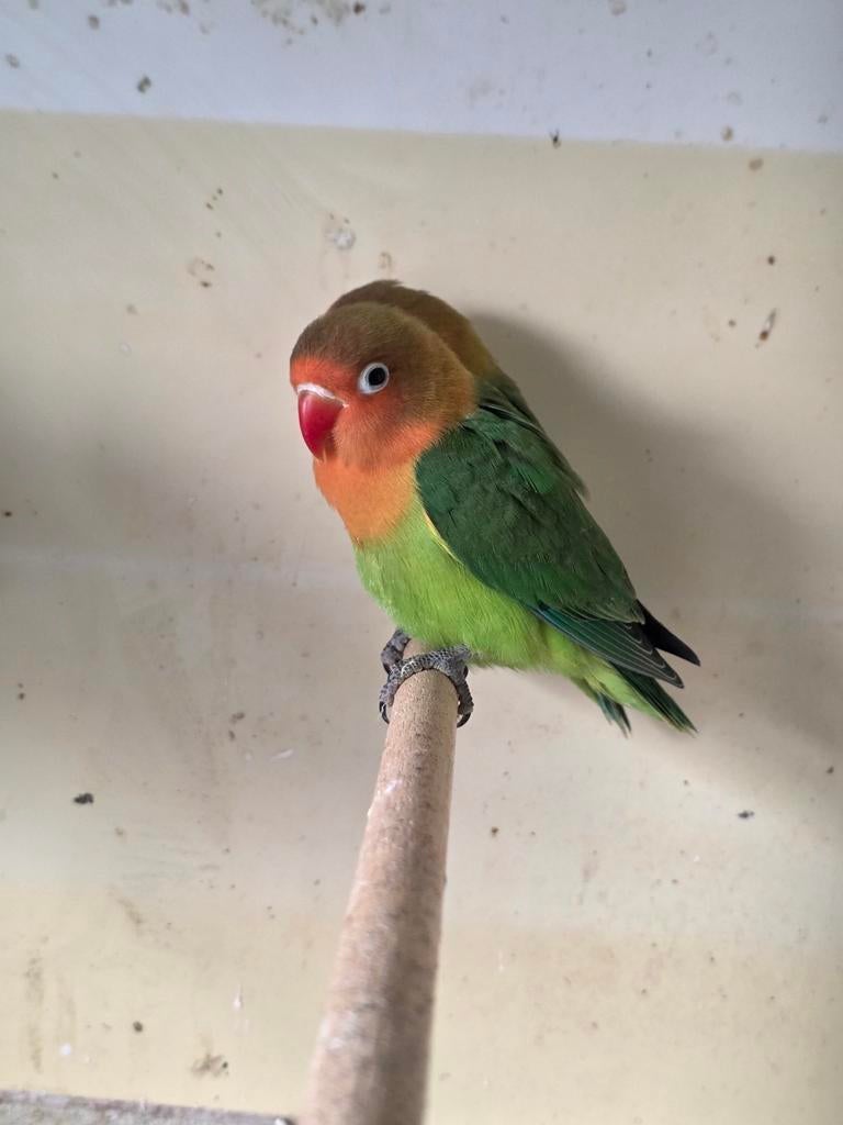 Mooie jonge agapornissen, Geslacht onbekend, Dwergpapegaai of Agapornis, Tam