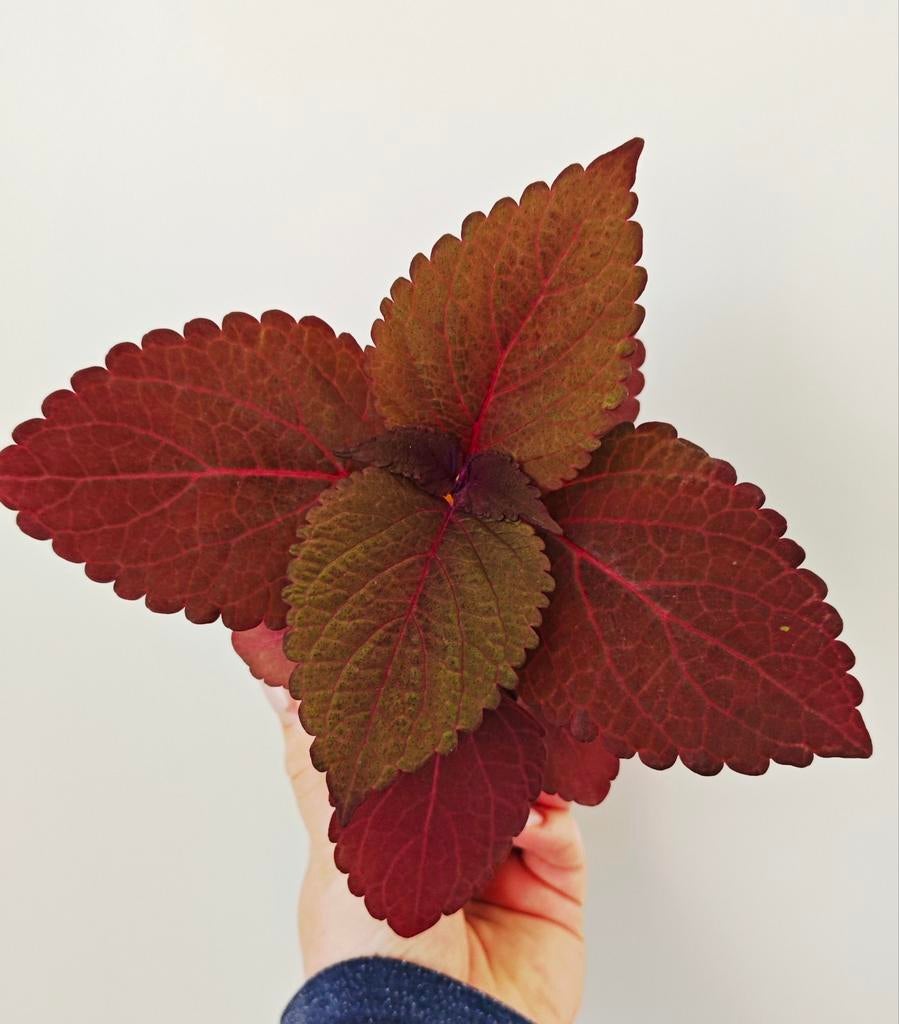 Siernetel Coleus plant, Ophalen