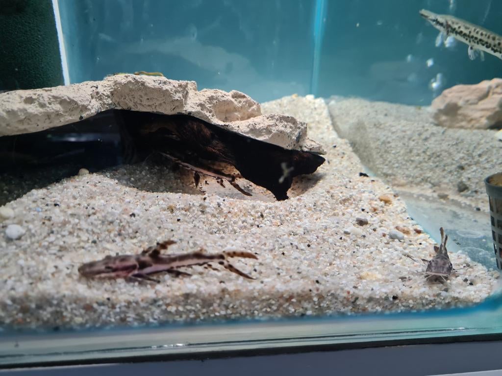 Tijgerspatelbekmeerval, Pseudoplatystoma Fasciatum, Vis, Zoetwatervis