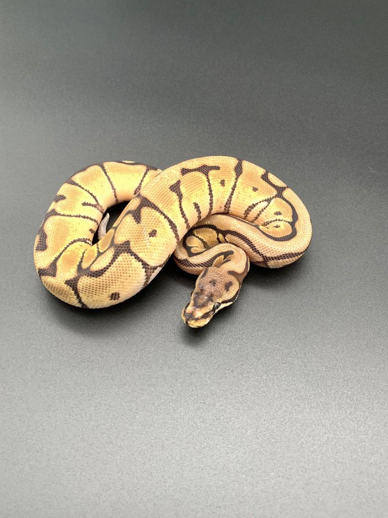 1.0 spider het desert ghost python regius Ball Python - male for sale from DemonSnakes
