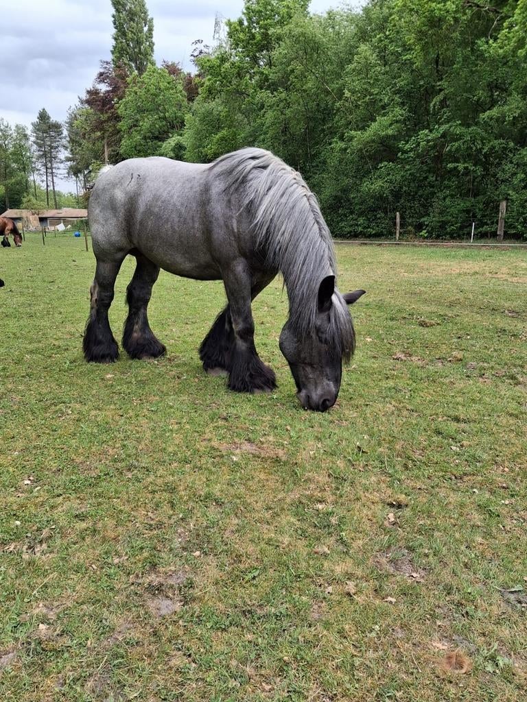 13 jarige trekpaard merrie DRAGEND, Dieren en Toebehoren, Merrie
