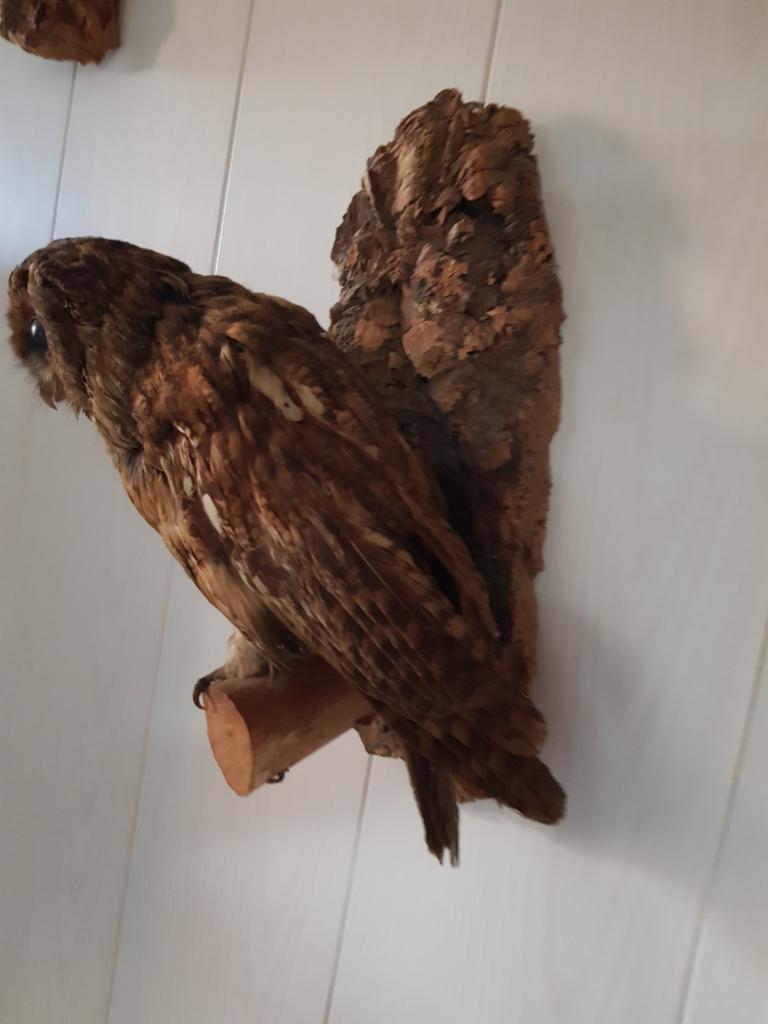 Opgezette uil, Verzamelen, Dierenverzamelingen, Ophalen, Gebruikt, Vogel, Opgezet dier