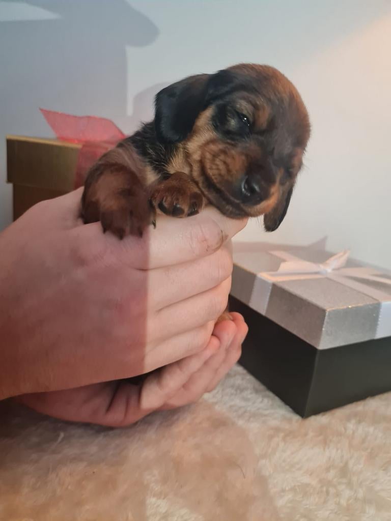 Teckel pup teefje, 8 tot 15 weken, Korthaar, Teef, Dwerg