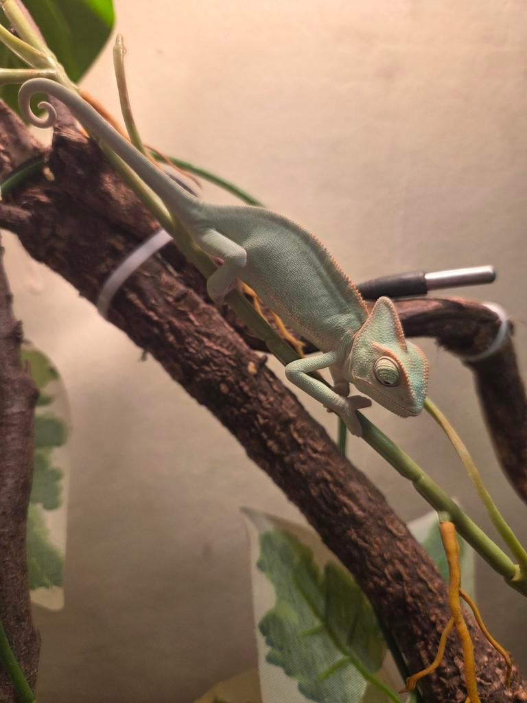 Te koop 3 jonge jemen kameleons Chameleon - female for sale from Stefanie