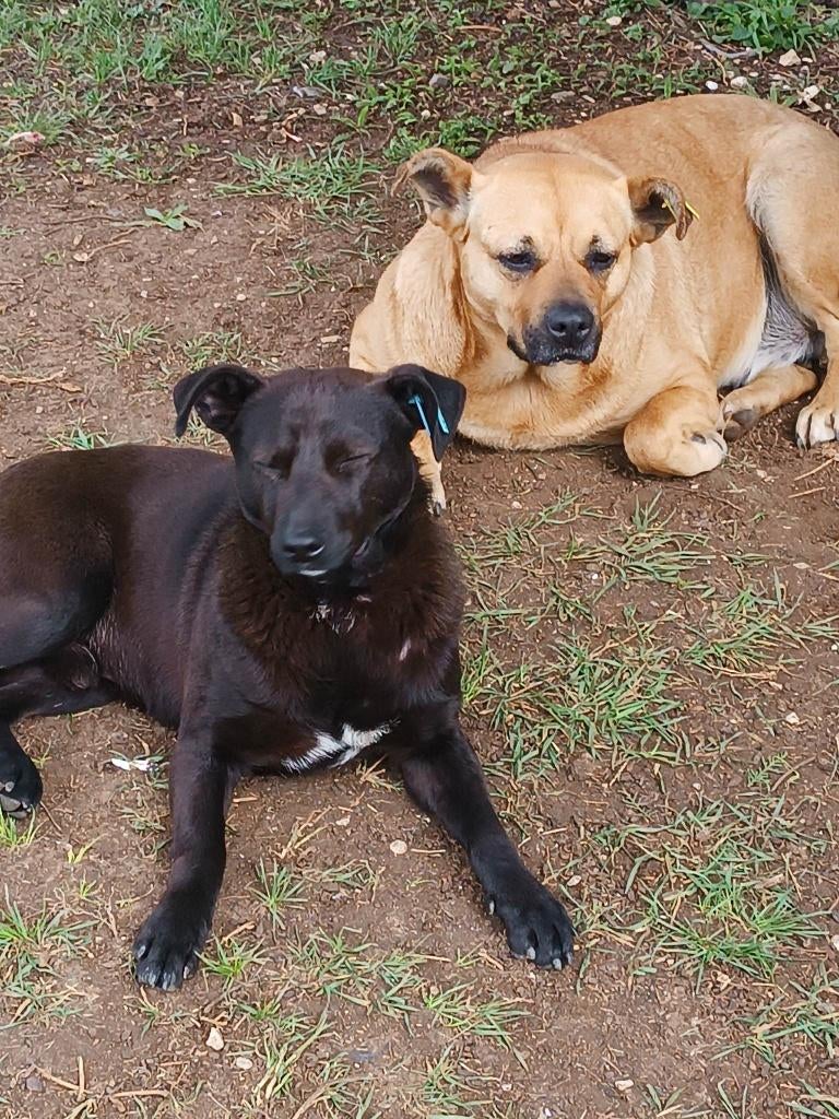 Ziva 7/kleine Nico 5jr. Dikke vrienden zoeken een thuis, Dieren en Toebehoren, 6 jaar of ouder, Handelaar, Buitenland, Parvo