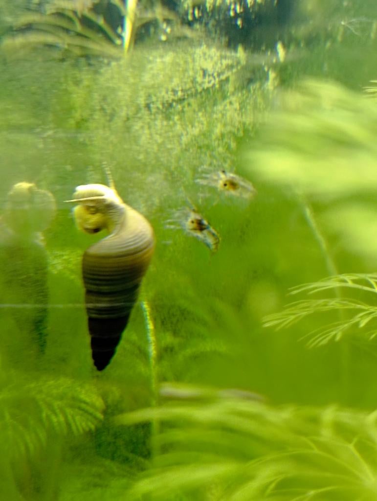 Sulawesi-slakken (konijnenslak/olifantenslak), Dieren en Toebehoren, Slak of Weekdier, Zoetwatervis