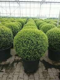 ilex Crenata (bol en plantgoed), Ophalen, Bloeit niet, Overige soorten, Halfschaduw