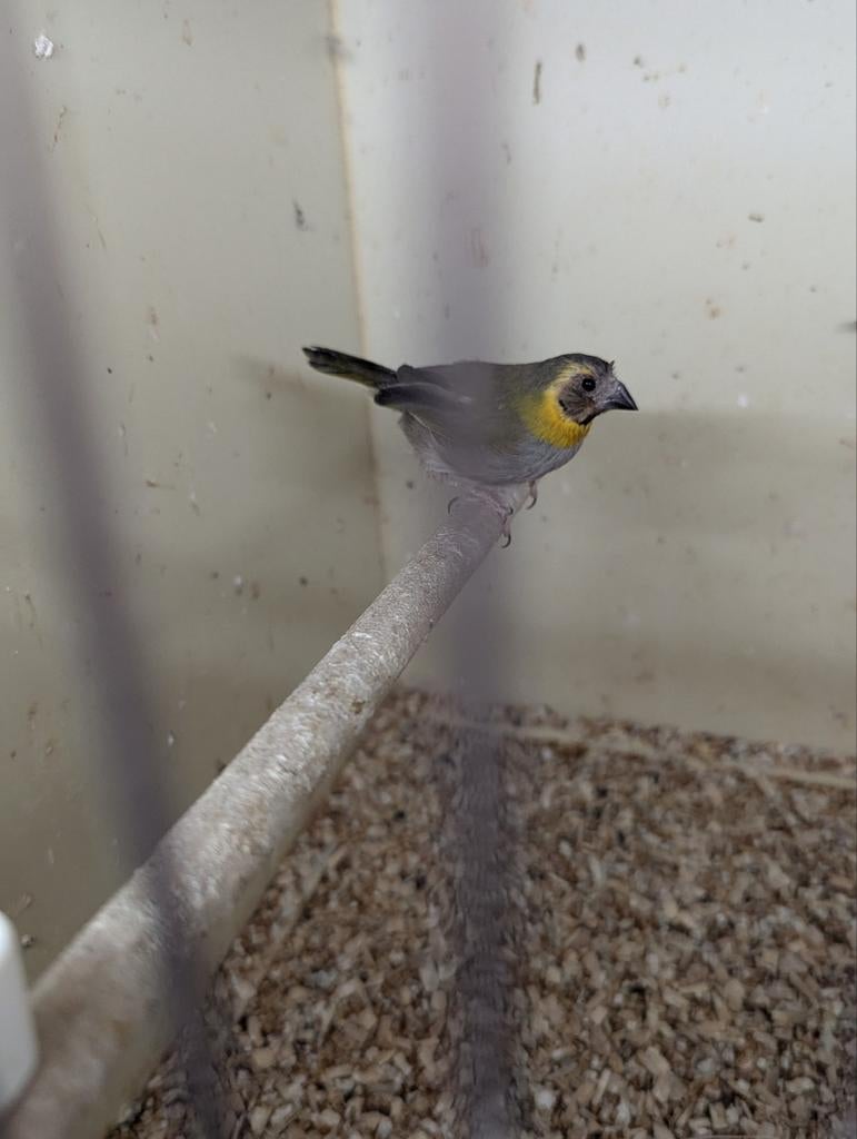 Diverse tropen gezocht., Vrouwelijk