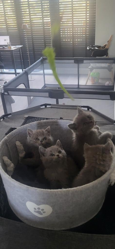 👉 Britse Korthaar kittens uit exclusief nestje 🐾, Dieren en Toebehoren, Meerdere dieren, Met stamboom