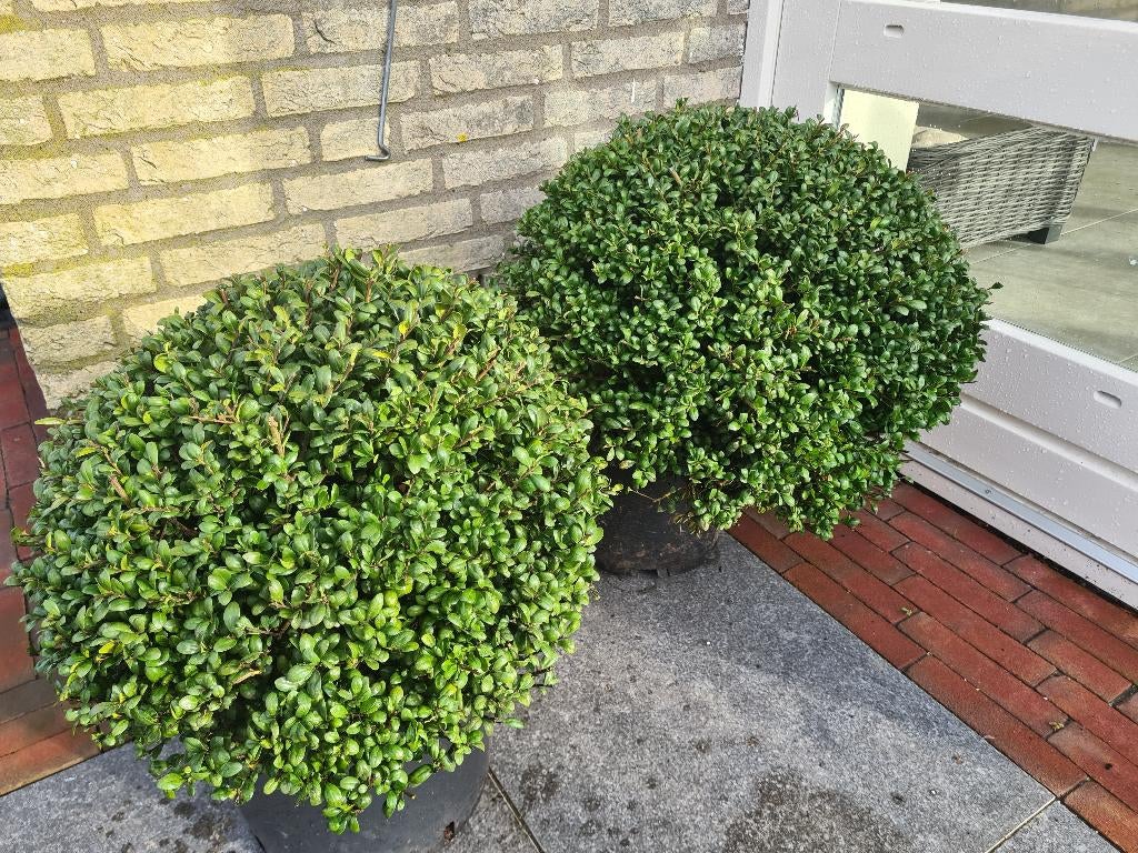 Ilex Crenata bolvormen in meerdere maten, Ophalen of Verzenden, Hulst, Struik, Minder dan 100 cm