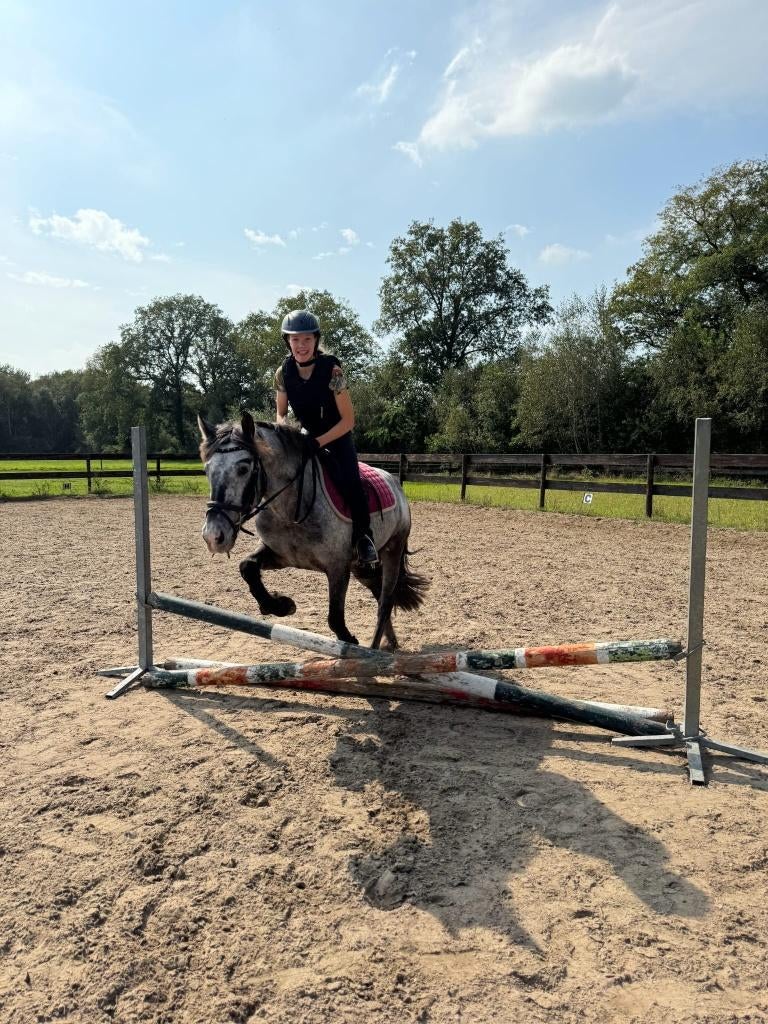 Verzorger aangeboden, Dieren en Toebehoren, Ophalen of Verzenden, Nieuw, Recreatie