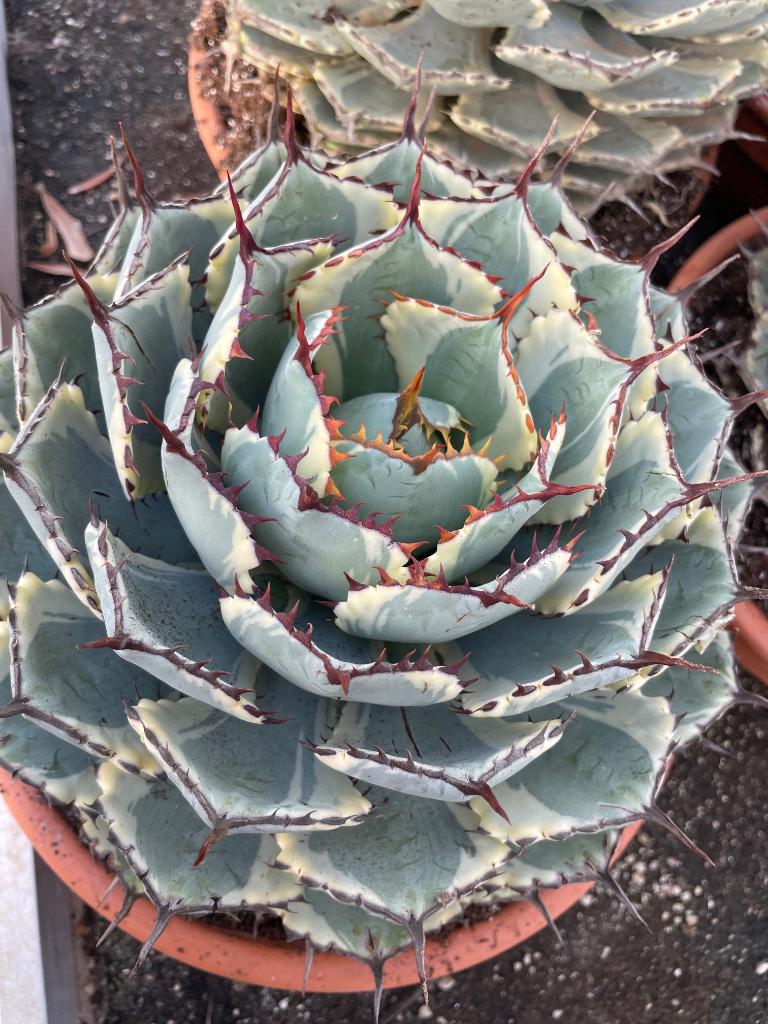 Agave Potatorum  Kichiokan Variegata potmaat 30cm., Ophalen of Verzenden, Minder dan 100 cm, Bloeiende kamerplant, Volle zon