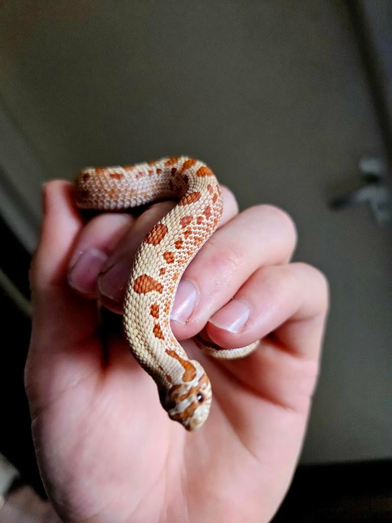 Haakneusslang Heterodon Nasicus Hognose Snake - male for sale from Jurian