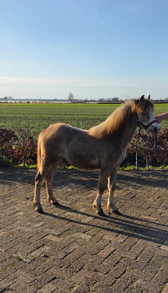 Welsh jaarling, Dieren en Toebehoren, Pony's, Merrie, Met stamboom, 0 tot 2 jaar, A pony (tot 1.17m)