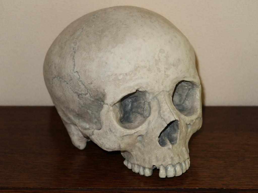 realistische REPLICA Schedel mens, Skull anatomie DELUXE #54, Diversen, Schoolbenodigdheden, Nieuw, Ophalen of Verzenden