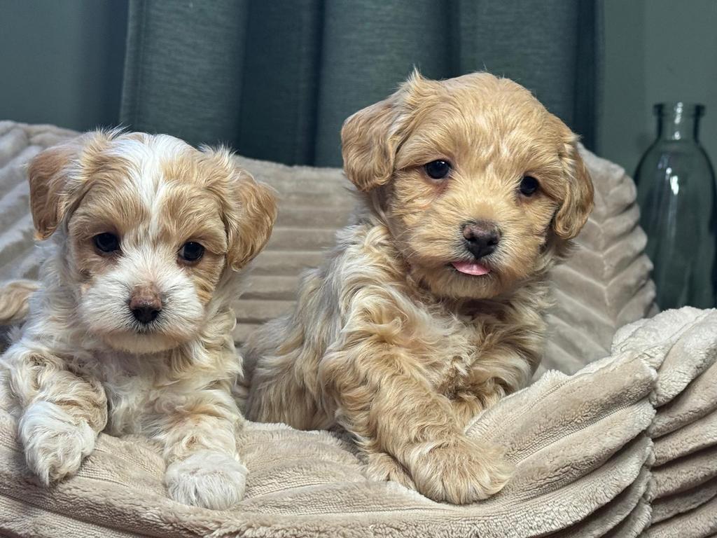 Maltipoo pups ( reu 1650€ teefje 1750€), Parvo, Overige rassen, 8 tot 15 weken, Meerdere