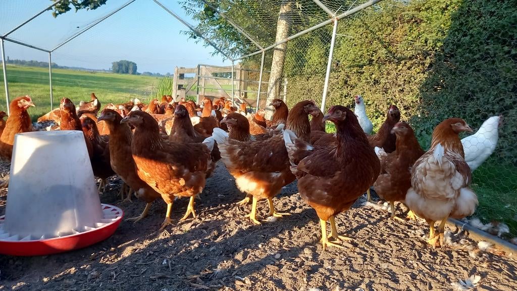 Jonge legkippen te koop, Eén persoon, Ticket of Toegangskaart