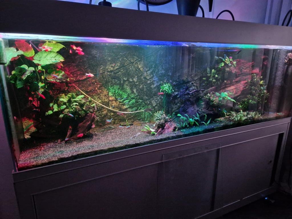 Aquarium 200x60x60 compleet., Dieren en Toebehoren, Vissen | Aquaria en Toebehoren, Ophalen, Zo goed als nieuw, Gevuld zoetwateraquarium