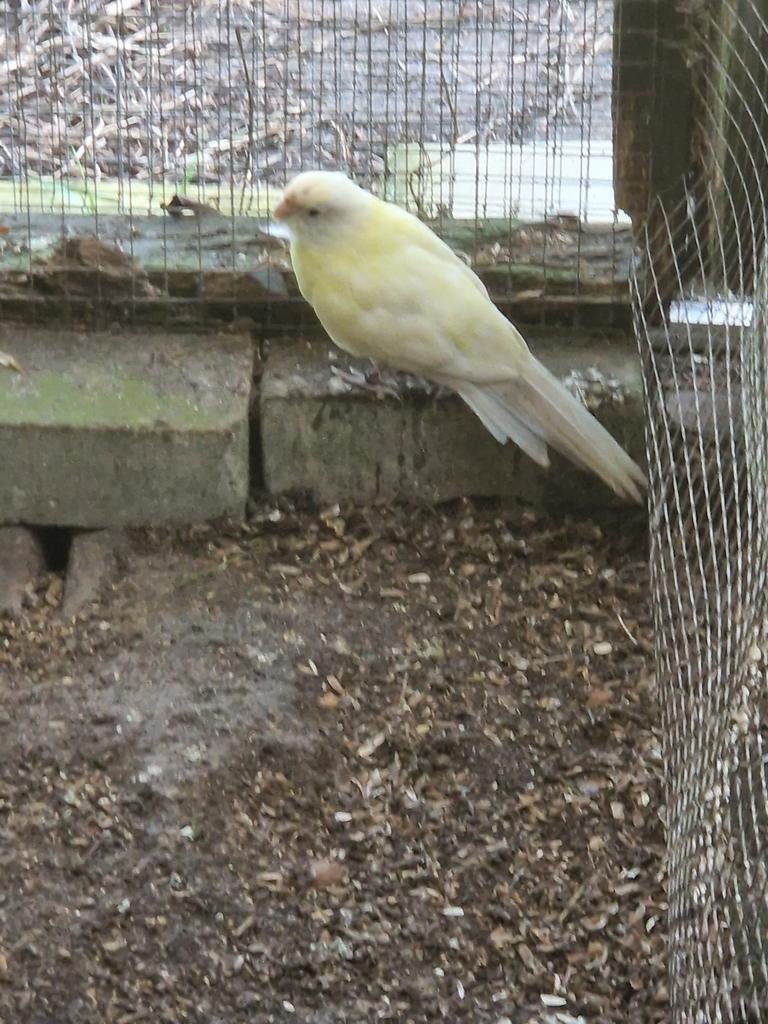 Kakarikie, Dieren en Toebehoren, Vogels | Parkieten en Papegaaien, Mannelijk, Parkiet