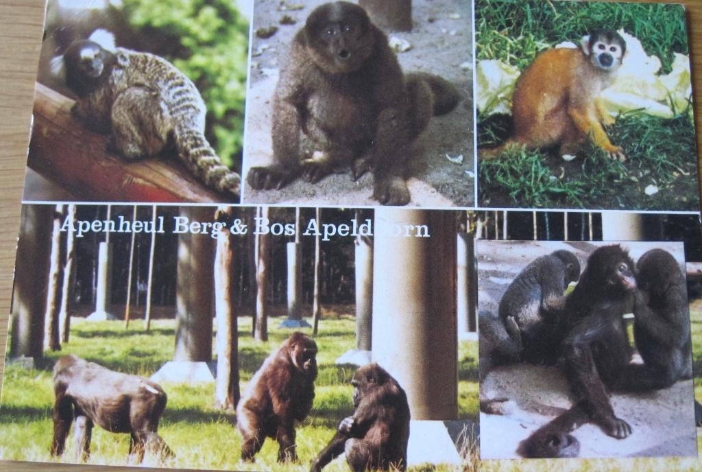 Kaart van de Apenheul met wolaap en gorilla's, Verzenden, 1980 tot heden, Gelopen, Wild dier