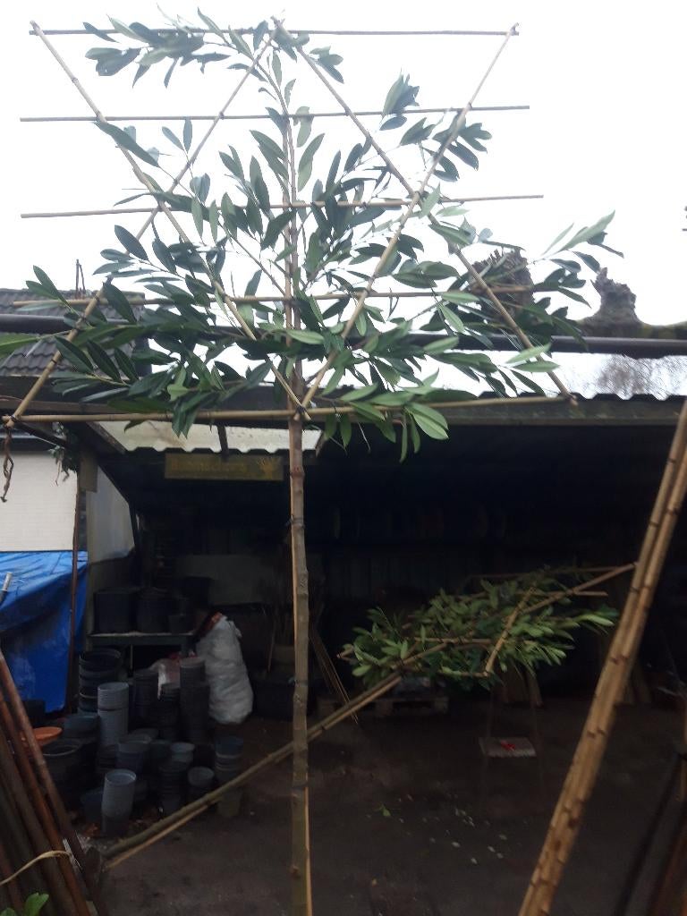 Prunus laur. Caucasica  als leiboom, Leiboom, Lente, 250 tot 400 cm, Ophalen