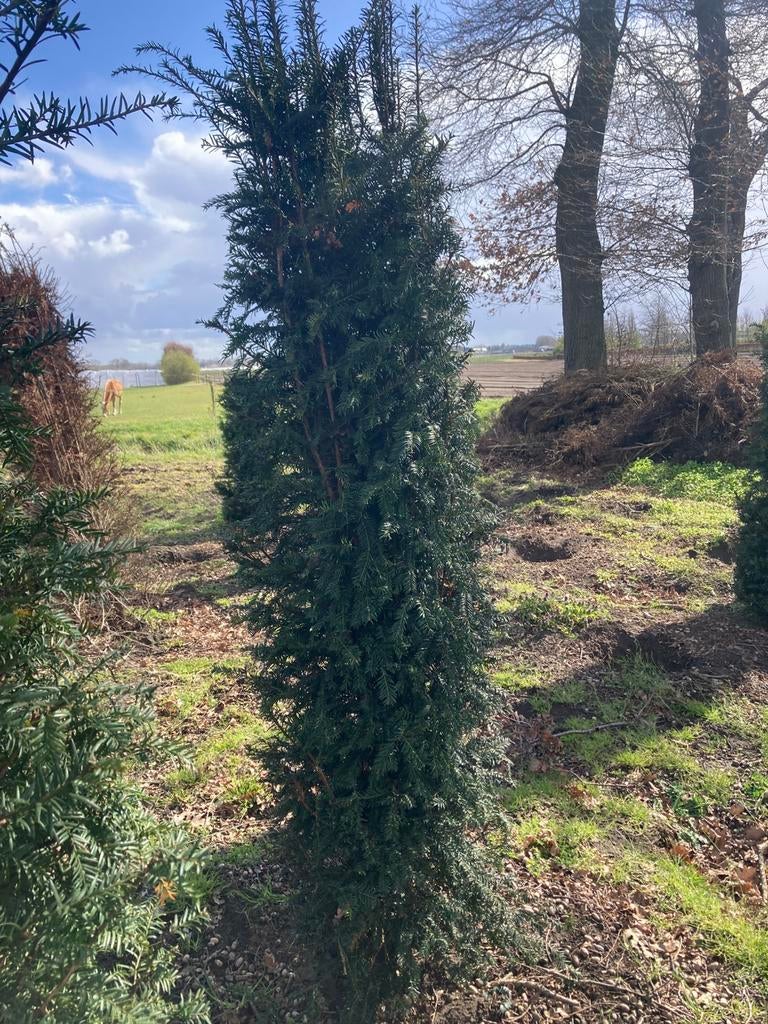 Taxus in de aanbieding, Ophalen, Bloeit niet, Volle zon, Overige soorten