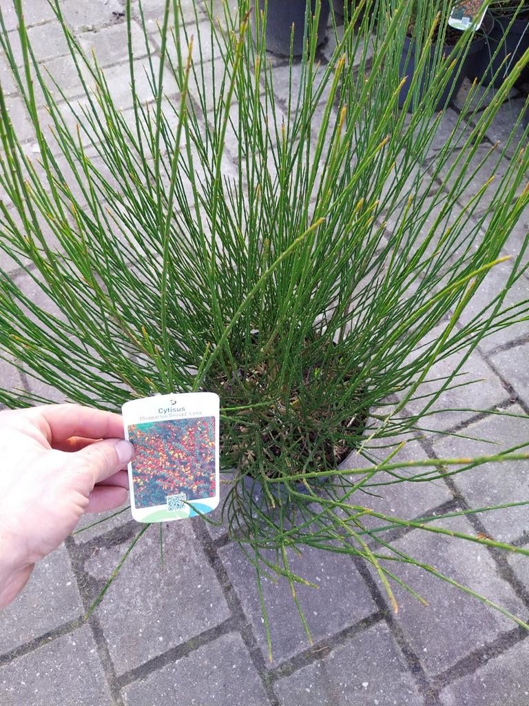 Dikke Brem Struiken - Cytisus, Tuin en Terras, Volle zon, Vaste plant, Lente, Ophalen