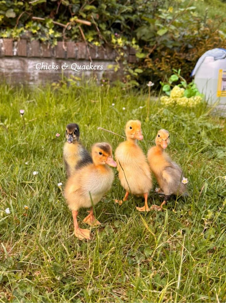 Indische loopeend pulletjes - Raszuiver! 🦆, Geslacht onbekend, Kip