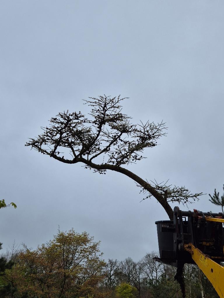 Lariks kaempferi karakterboom, Tuin en Terras, Planten | Bomen, Overige soorten, Lente, 250 tot 400 cm, Ophalen