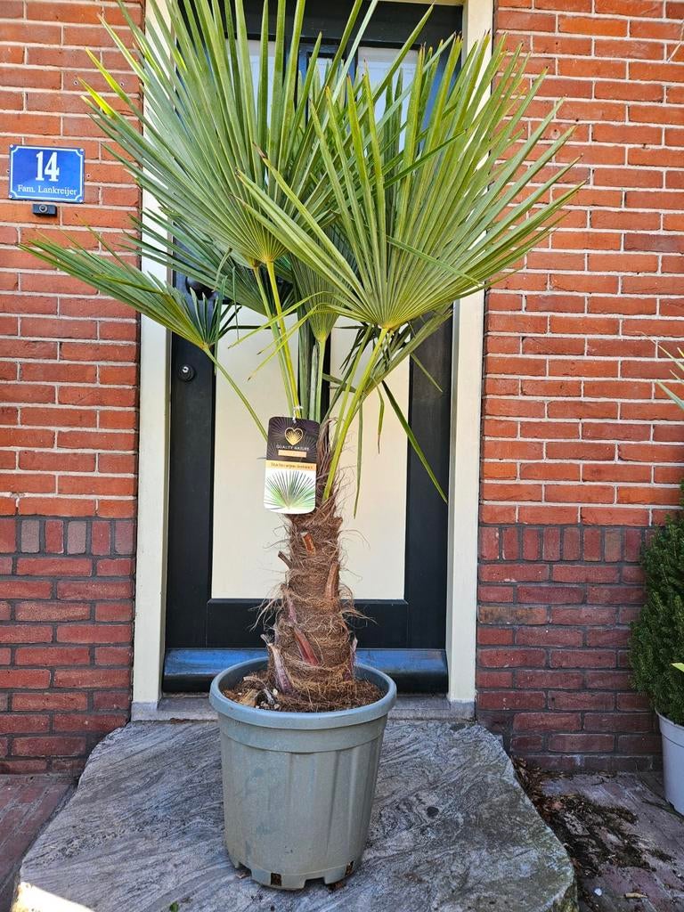 Trachycarpus Fortunei stam 50cm - 160 hoog - winterhard, Volle zon, Ophalen of Verzenden, Minder dan 100 cm, Zomer