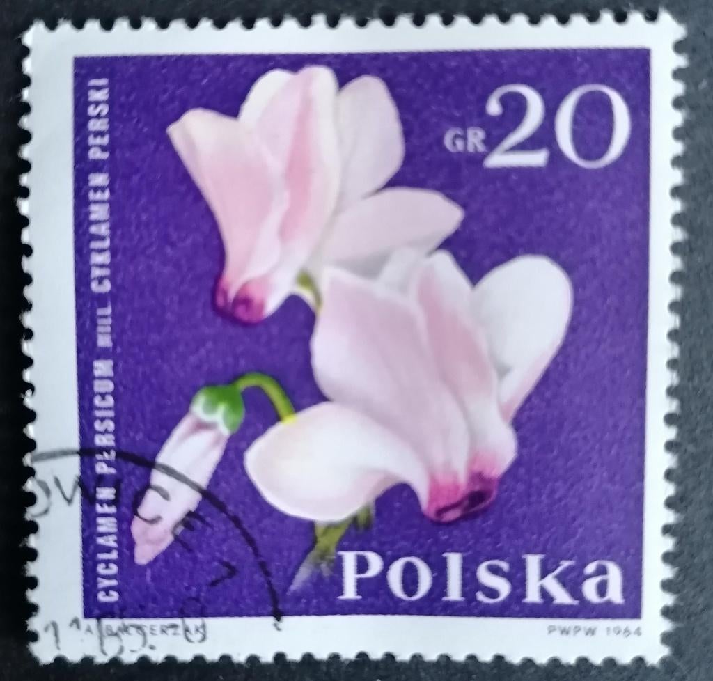 POLEN - cyclaam 1964, Verzenden, Polen, Gestempeld