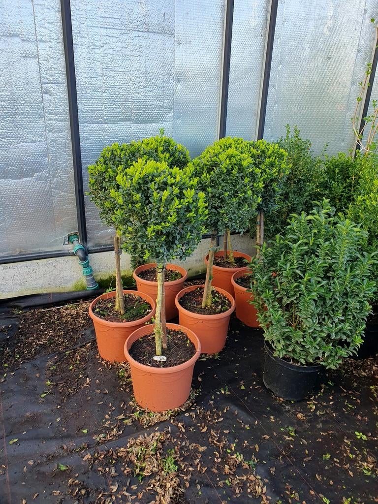 Buxus op stam, Ophalen