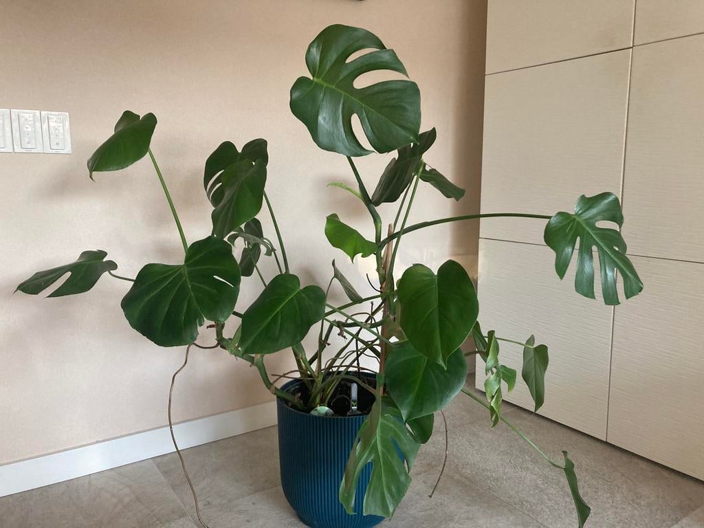 Gatenplant, Monstera, Huis en Inrichting, Kamerplanten, Ophalen, Halfschaduw