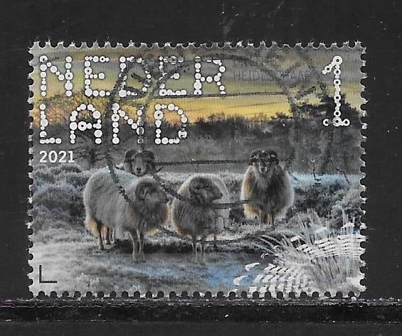 2021, Dwingelderveld, Drents Heideschaap [3899] (K0409), Ophalen of Verzenden