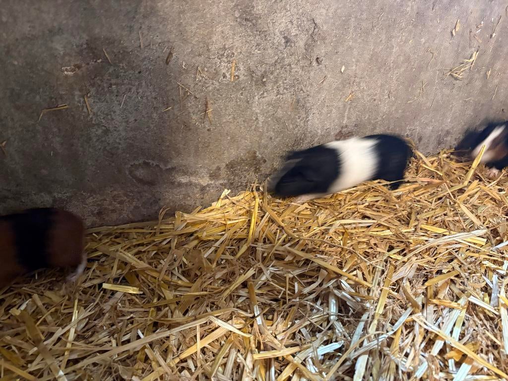 Diverse cavia’s te koop, Februari, Meerdere dieren, Cavia
