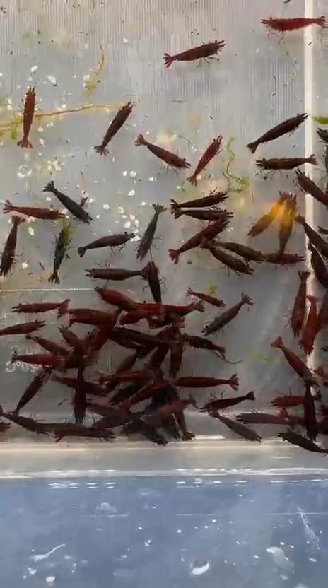 Hobbyaquarium  Bloody Mary garnalen, Kreeft, Krab of Garnaal, Zoetwatervis, Schoolvis