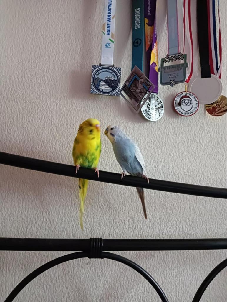 Grasparkiet gratis af te halen, Dieren en Toebehoren, Vogels | Parkieten en Papegaaien, Mannelijk, Parkiet