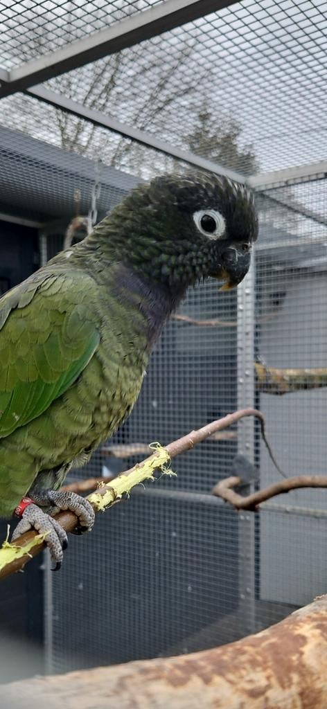 2-0 Pionus maximiliani 2025., Mannelijk, Papegaai, Geringd