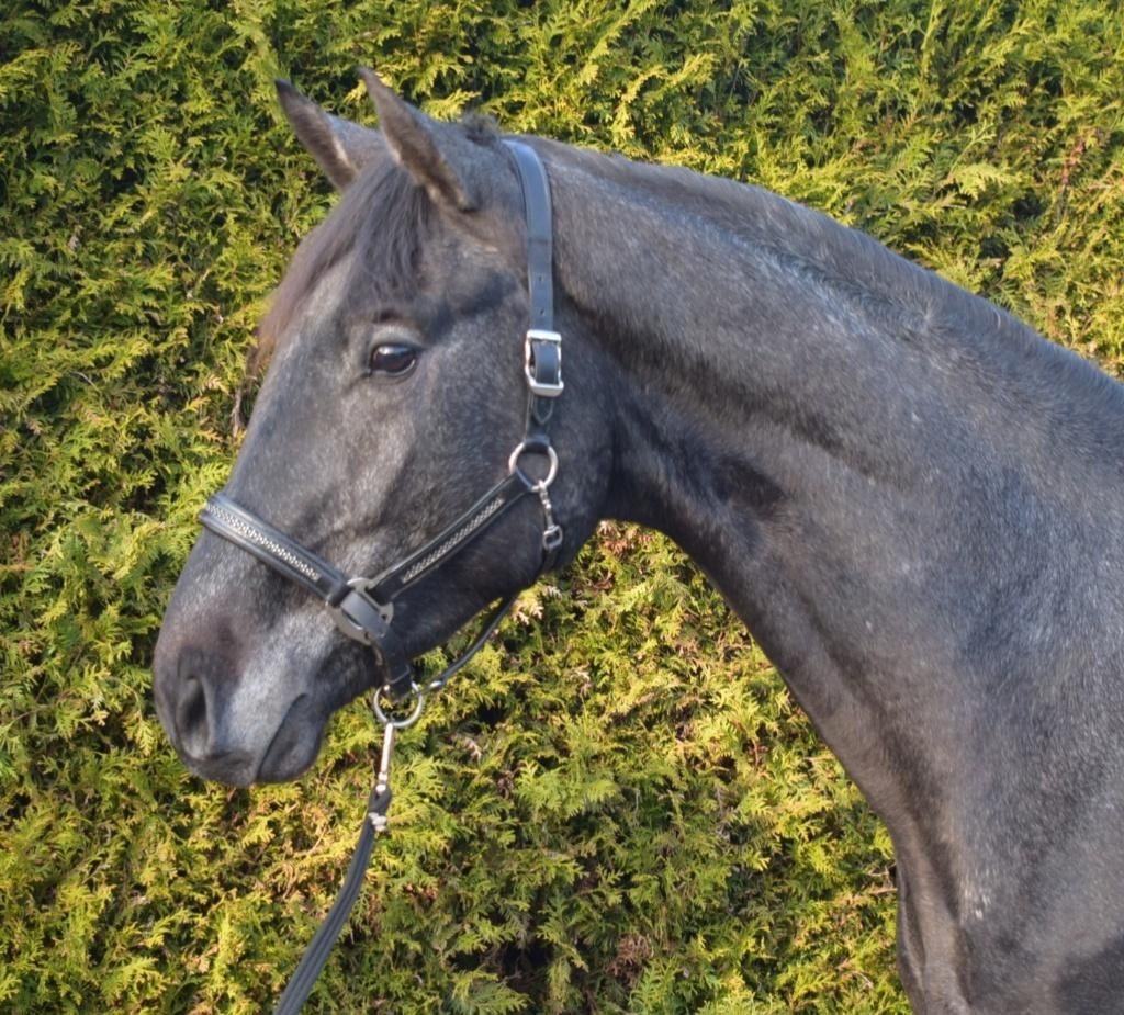 Mooi groot talentvol  3 jarig springpaard, Springpaard, Met stamboom, Hengst, Onbeleerd