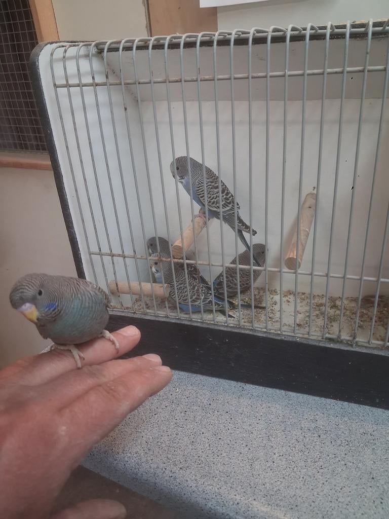 Jonge grasparkiet blackface, Dieren en Toebehoren, Meerdere dieren, Parkiet