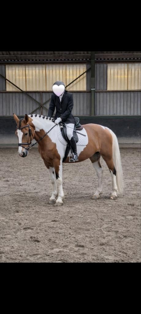 Bijrijdpaard Leasepaard verzorgpaard verzorgpony leasepony, Dieren en Toebehoren, Ophalen of Verzenden, Nieuw
