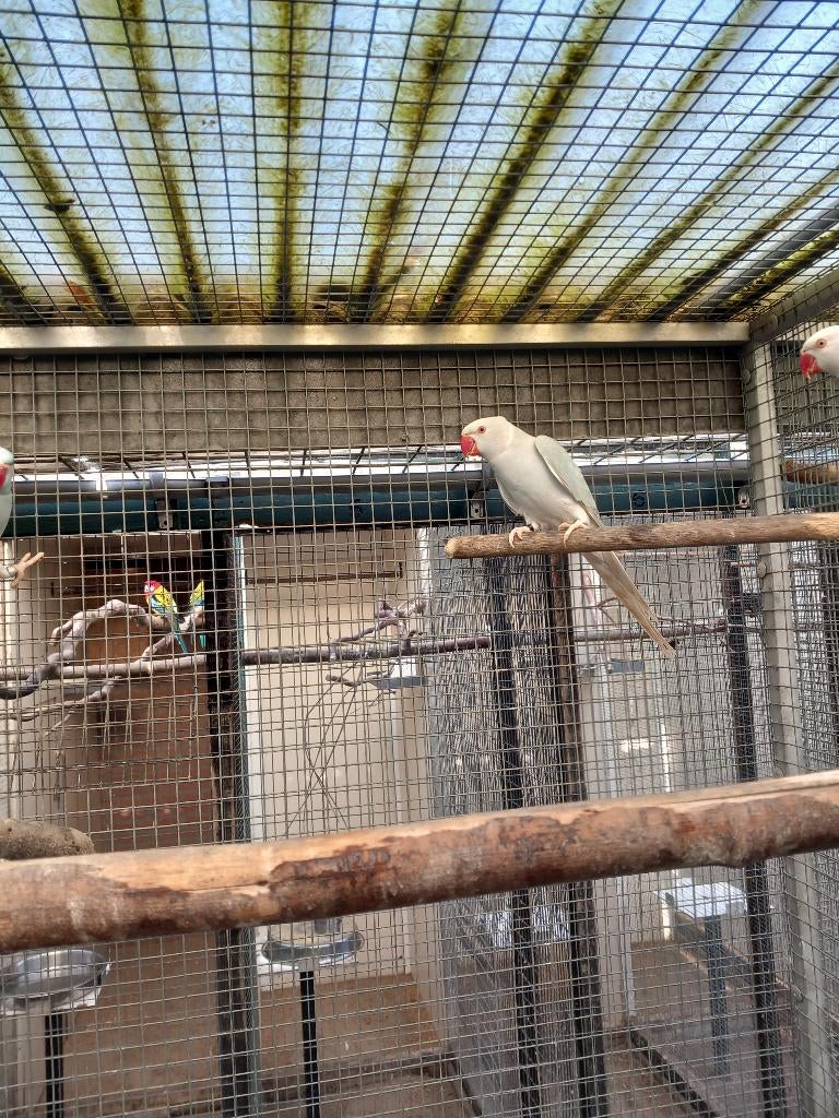 Halsbandparkiet, Dieren en Toebehoren, Vogels | Parkieten en Papegaaien, Geslacht onbekend, Parkiet, Geringd