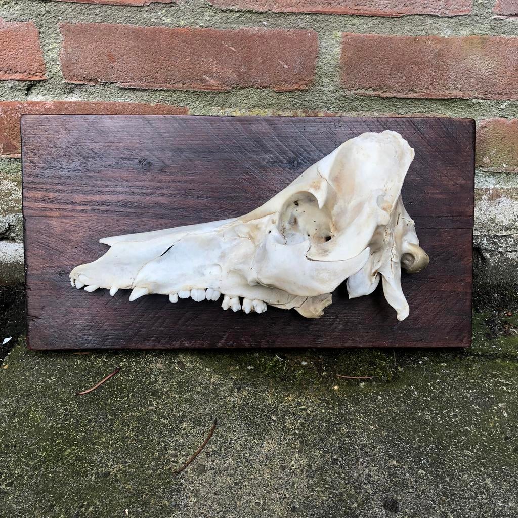Zwijnenschedel op plank, Verzamelen, Dierenverzamelingen, Zo goed als nieuw, Schedel, Ophalen of Verzenden