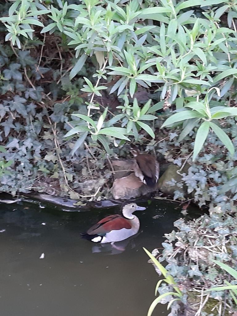 Diverse soorten EENDEN en GANZEN, ect.  zie advertentie, Dieren en Toebehoren, Meerdere dieren, Eend