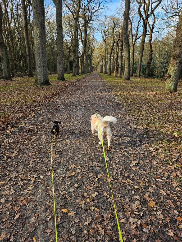 Huishoudelijke hulp gezocht - Oostvoorne, Diensten en Vakmensen, Huishoudelijke hulp, Koken