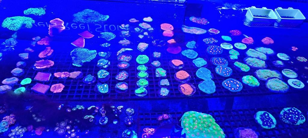 Mooie koralen voor het zeeaquarium, Dieren en Toebehoren, Vissen | Aquariumvissen